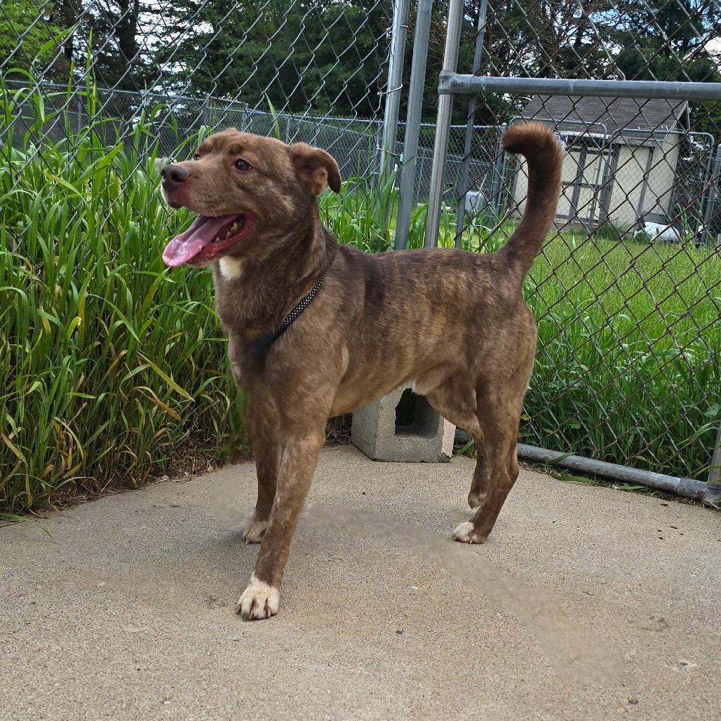 Francisco Ramone, a Adoptable Mixed Breed in Owosso, MI image 3/6
