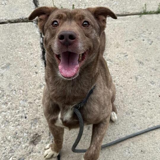 Francisco Ramone, a Adoptable Mixed Breed in Owosso, MI image 4/6