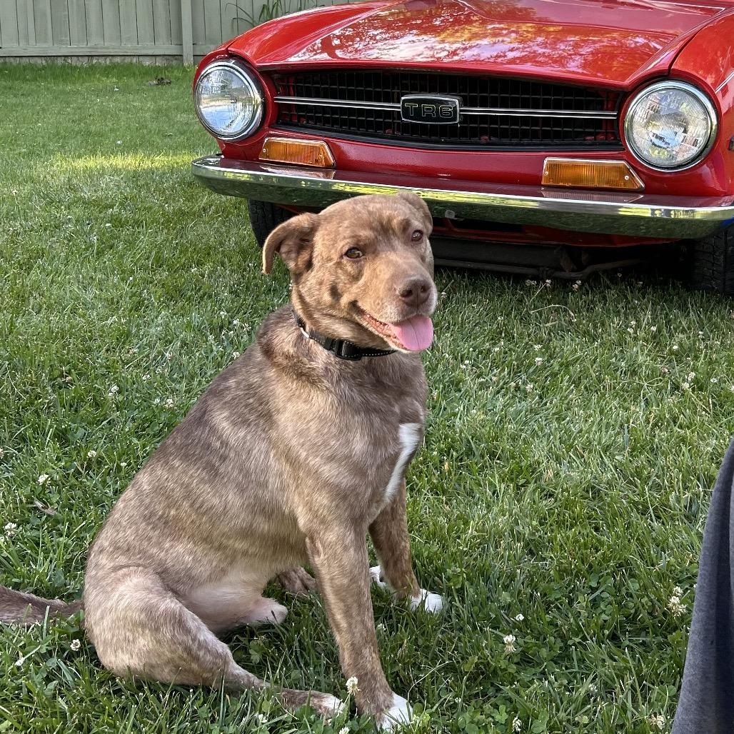 Francisco Ramone, a Adoptable Mixed Breed in Owosso, MI image 5/6