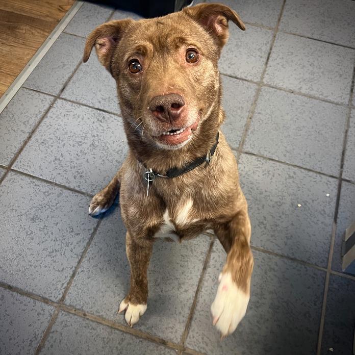 Francisco Ramone, a Adoptable Mixed Breed in Owosso, MI image 6/6