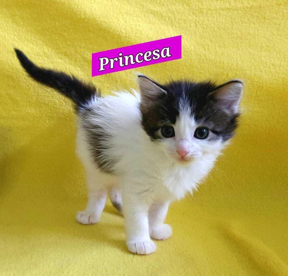 Princesa (Princess) - Royal kitten, Adoptable, Kitten Female Domestic Short Hair.