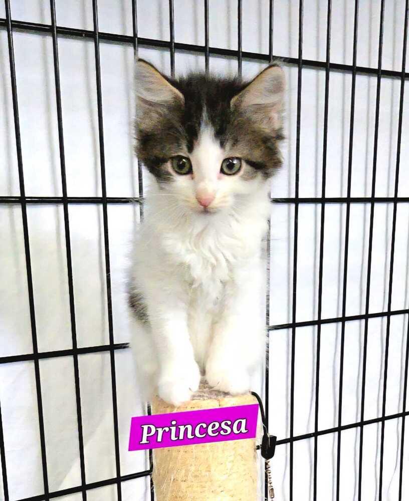 Enlarge Princesa (Princess) - Royal kitten, a Adoptable mixed breed in Jessup, MD image 2/2