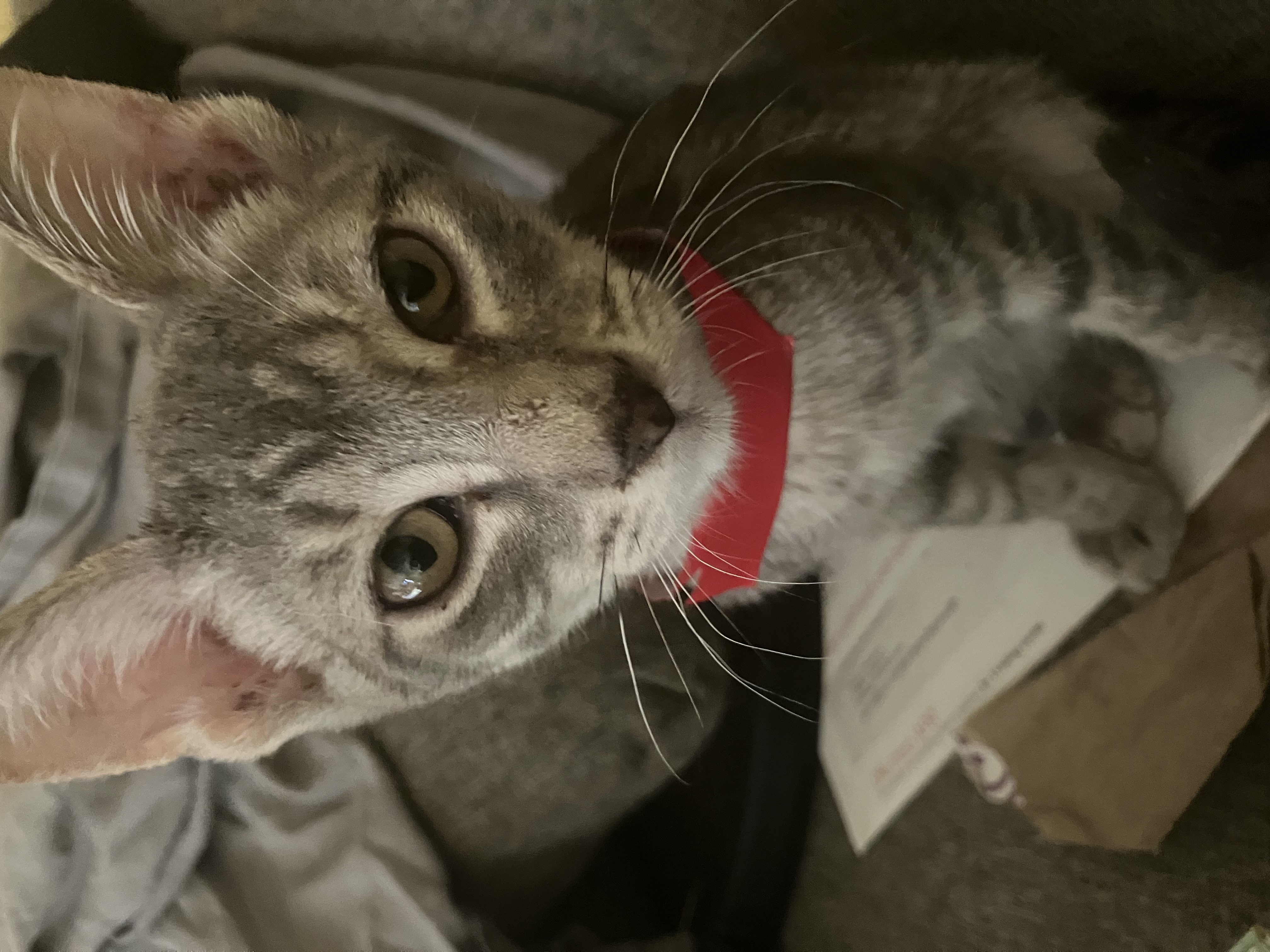 LOKI photo 2