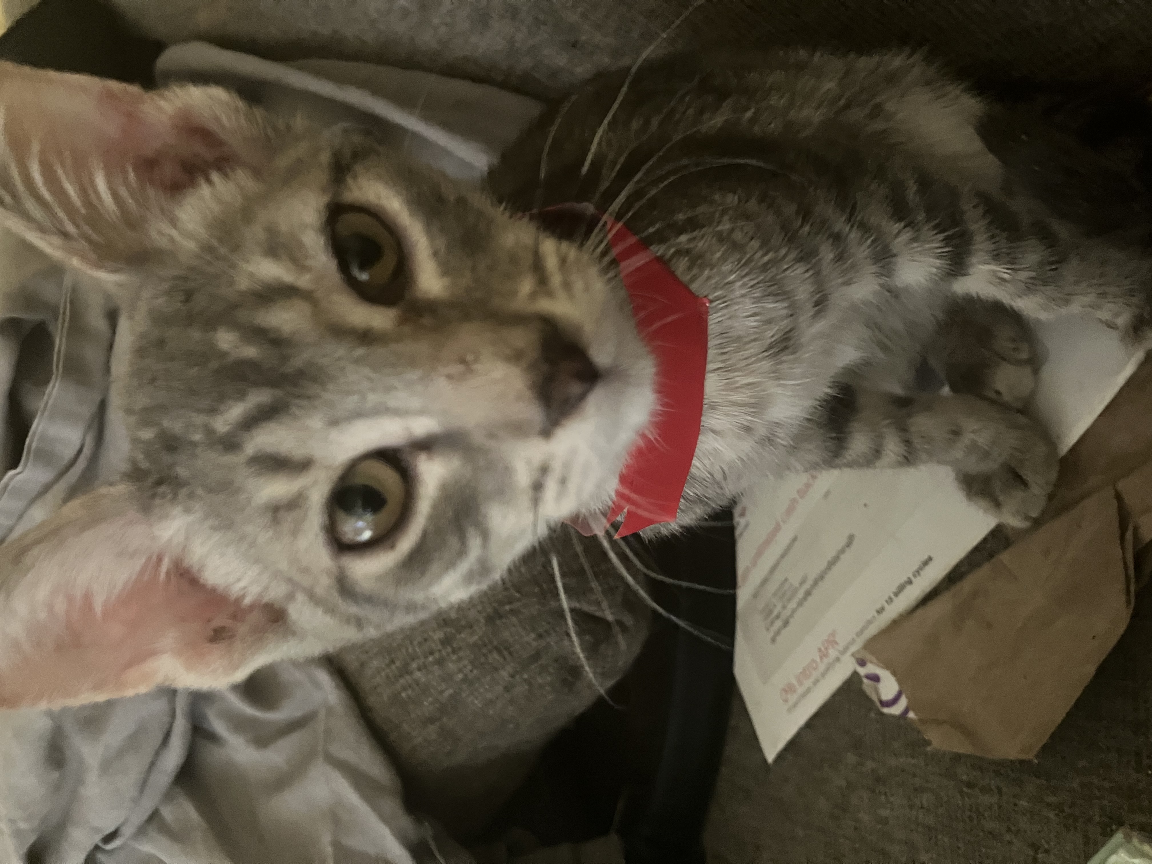 LOKI photo 1