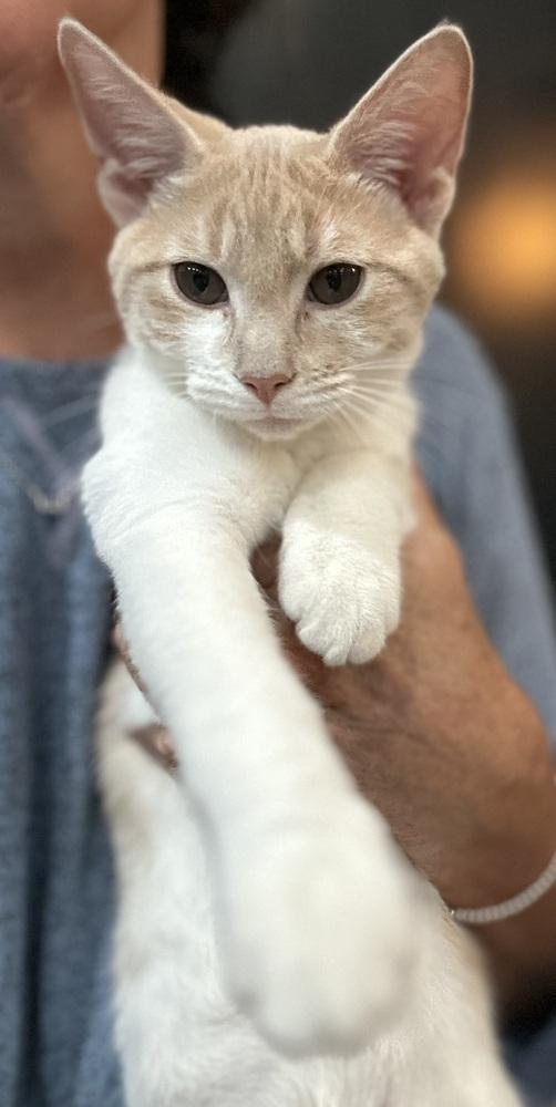 Enlarge Snickers ME (Laurens Road Petsmart Adoption Center), a Adoptable Domestic Short Hair in Greenville, SC image 1/3