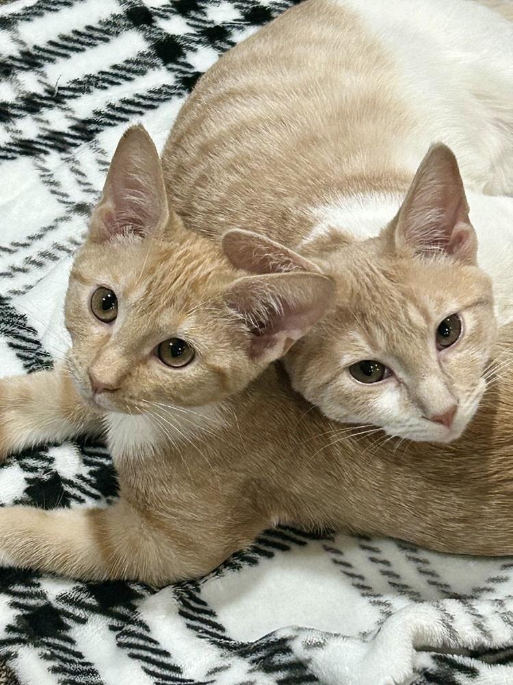 Enlarge Snickers ME (Laurens Road Petsmart Adoption Center), a Adoptable Domestic Short Hair in Greenville, SC image 2/3