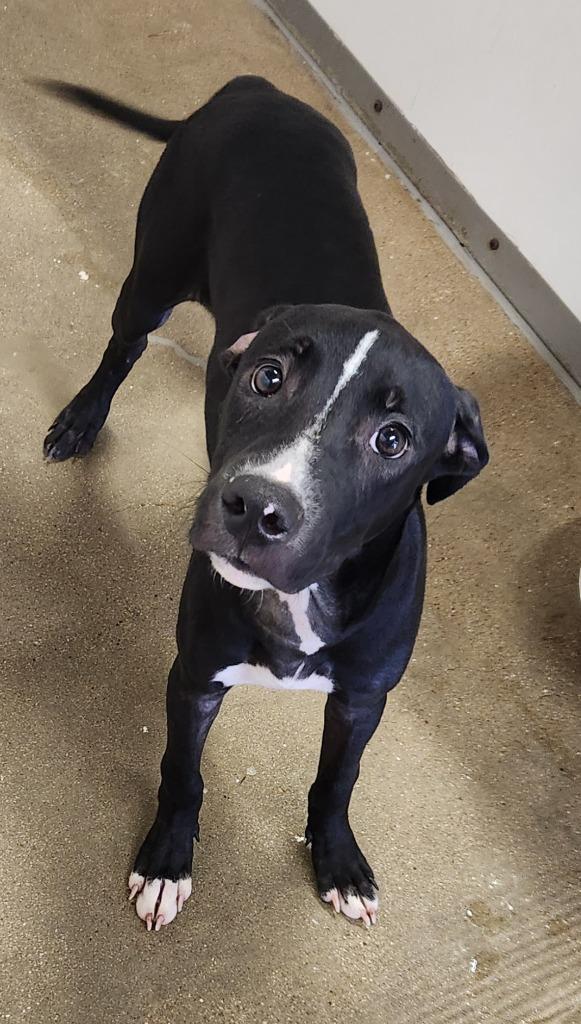 Darryll, Adoptable, Puppy Male Great Dane & Mixed Breed.