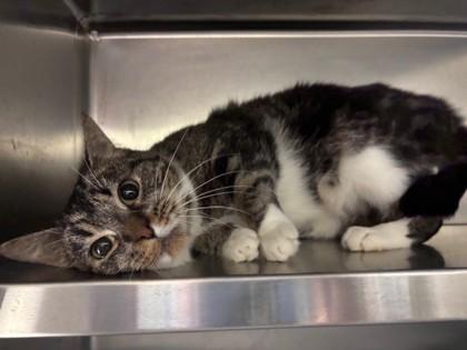 Jelly Belly, Adoptable, Adult Female Domestic Short Hair & Domestic Short Hair.