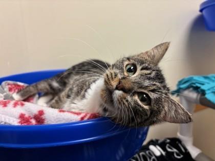 Enlarge Jelly Belly, a Adoptable mixed breed in Everett, WA image 2/3