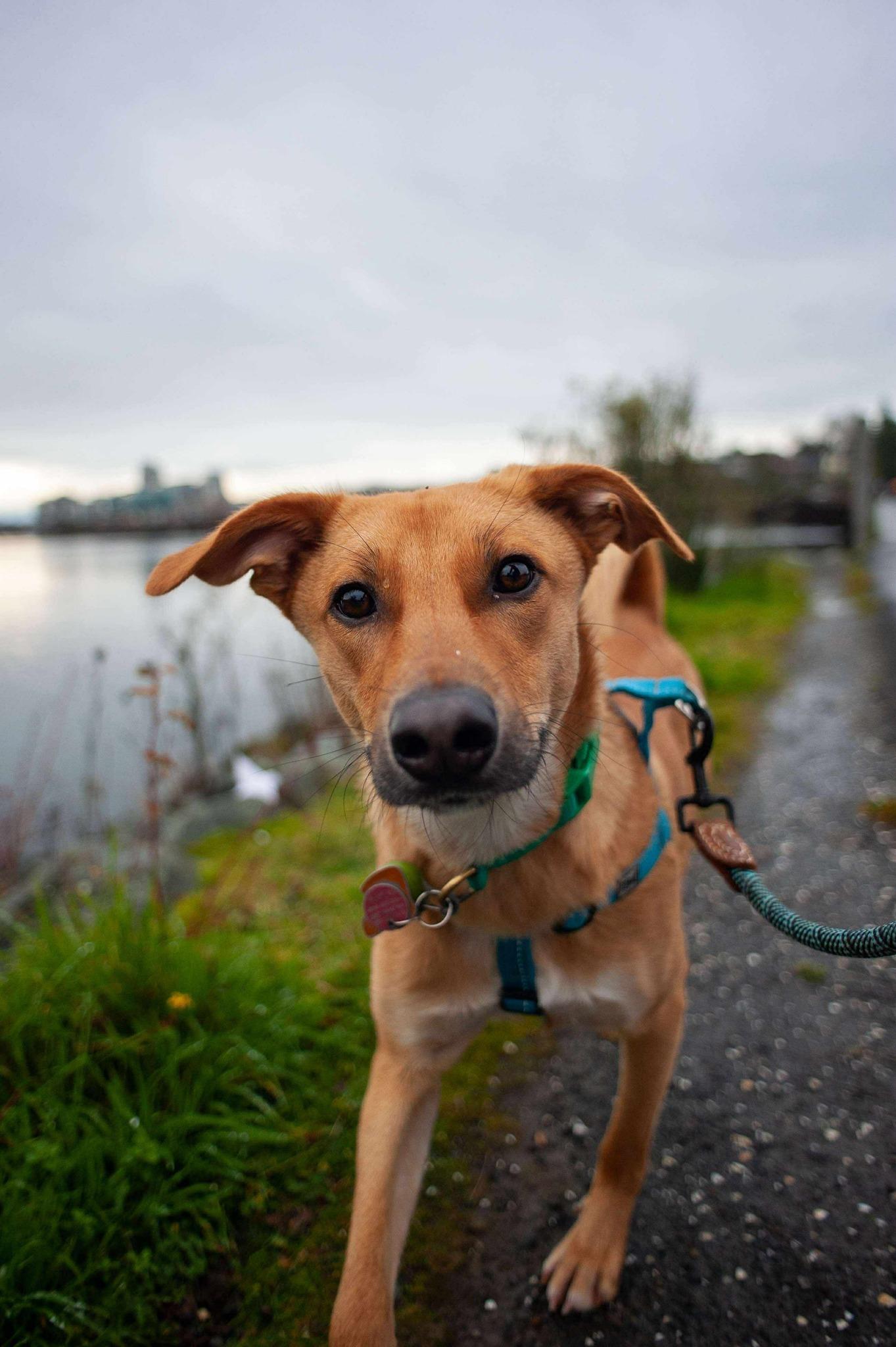 Newton, a Adoptable Mixed Breed in Lake Cowichan, BC image 2/6