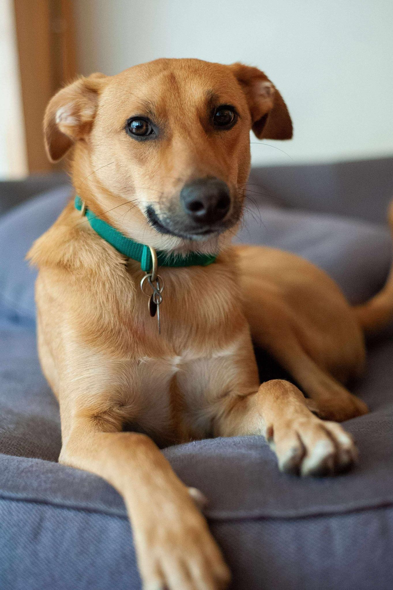 Newton, a Adoptable Mixed Breed in Lake Cowichan, BC image 1/6