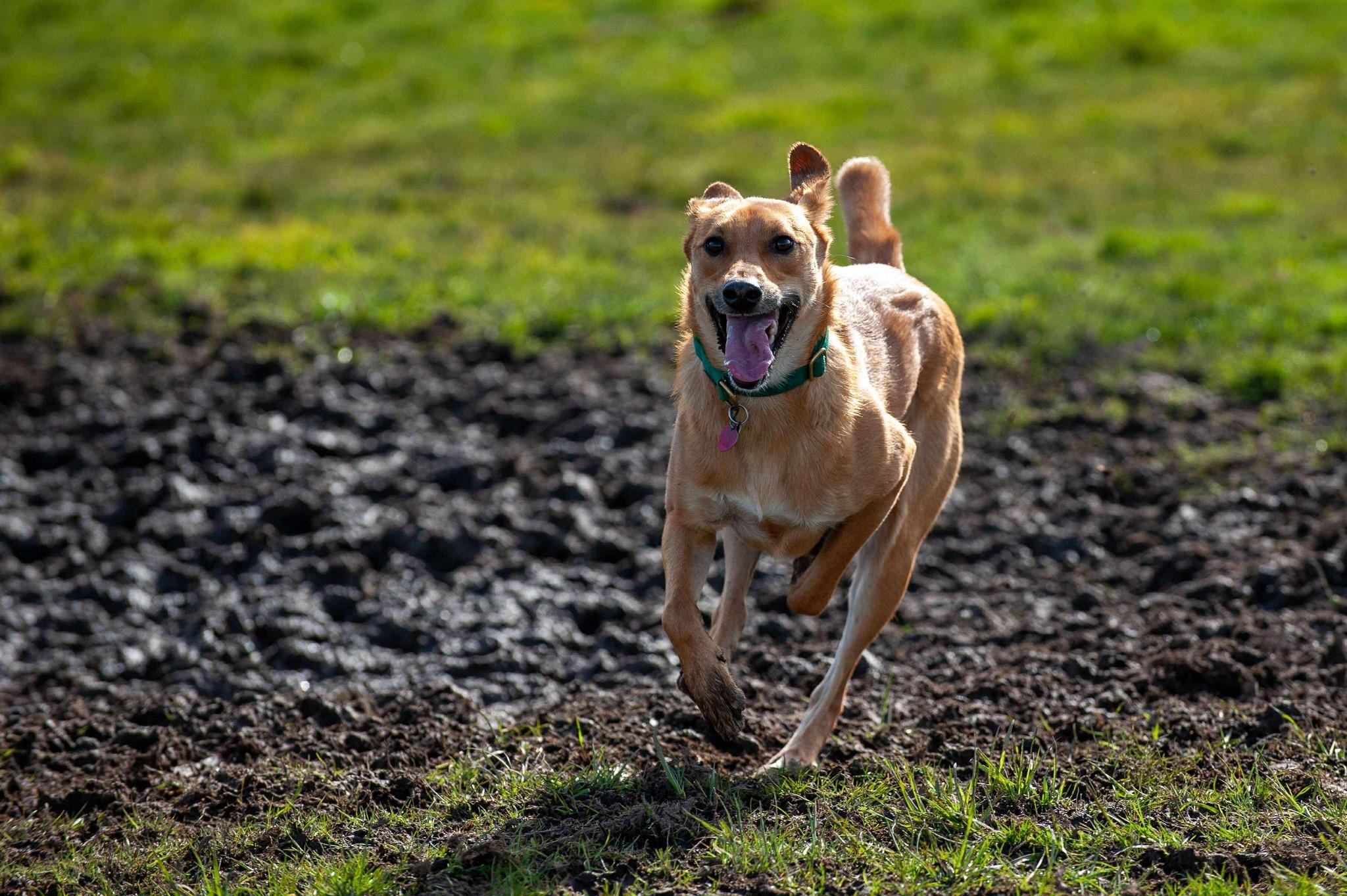 Newton, a Adoptable Mixed Breed in Lake Cowichan, BC image 3/6