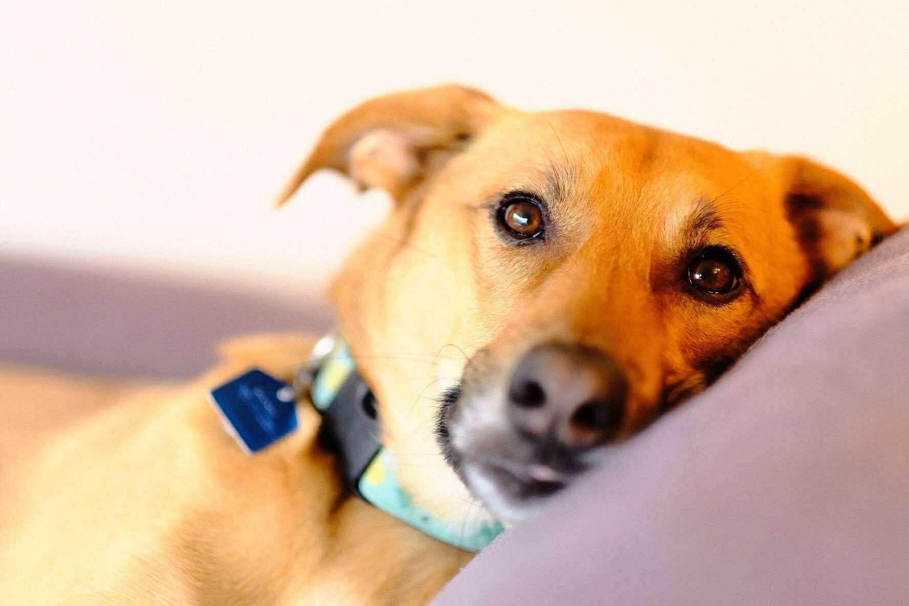 Newton, a Adoptable Mixed Breed in Lake Cowichan, BC image 4/6