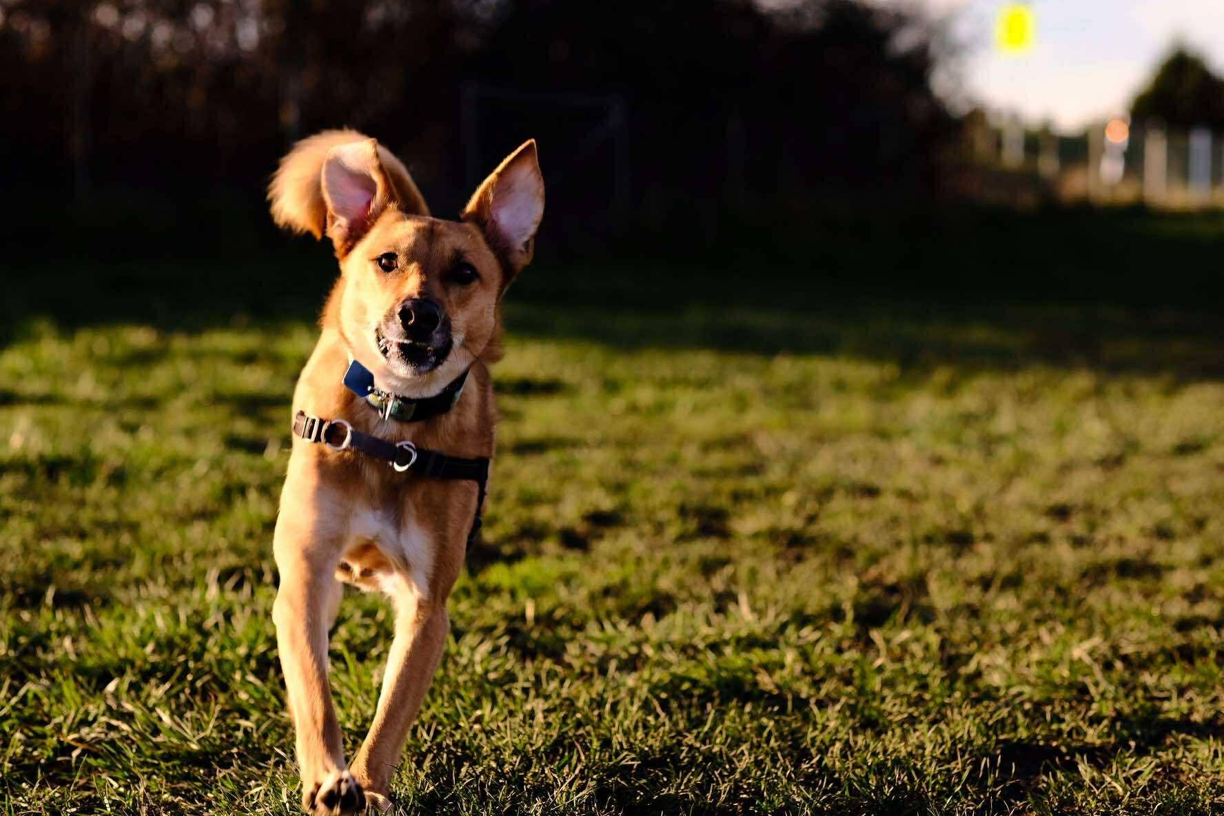 Newton, a Adoptable Mixed Breed in Lake Cowichan, BC image 5/6