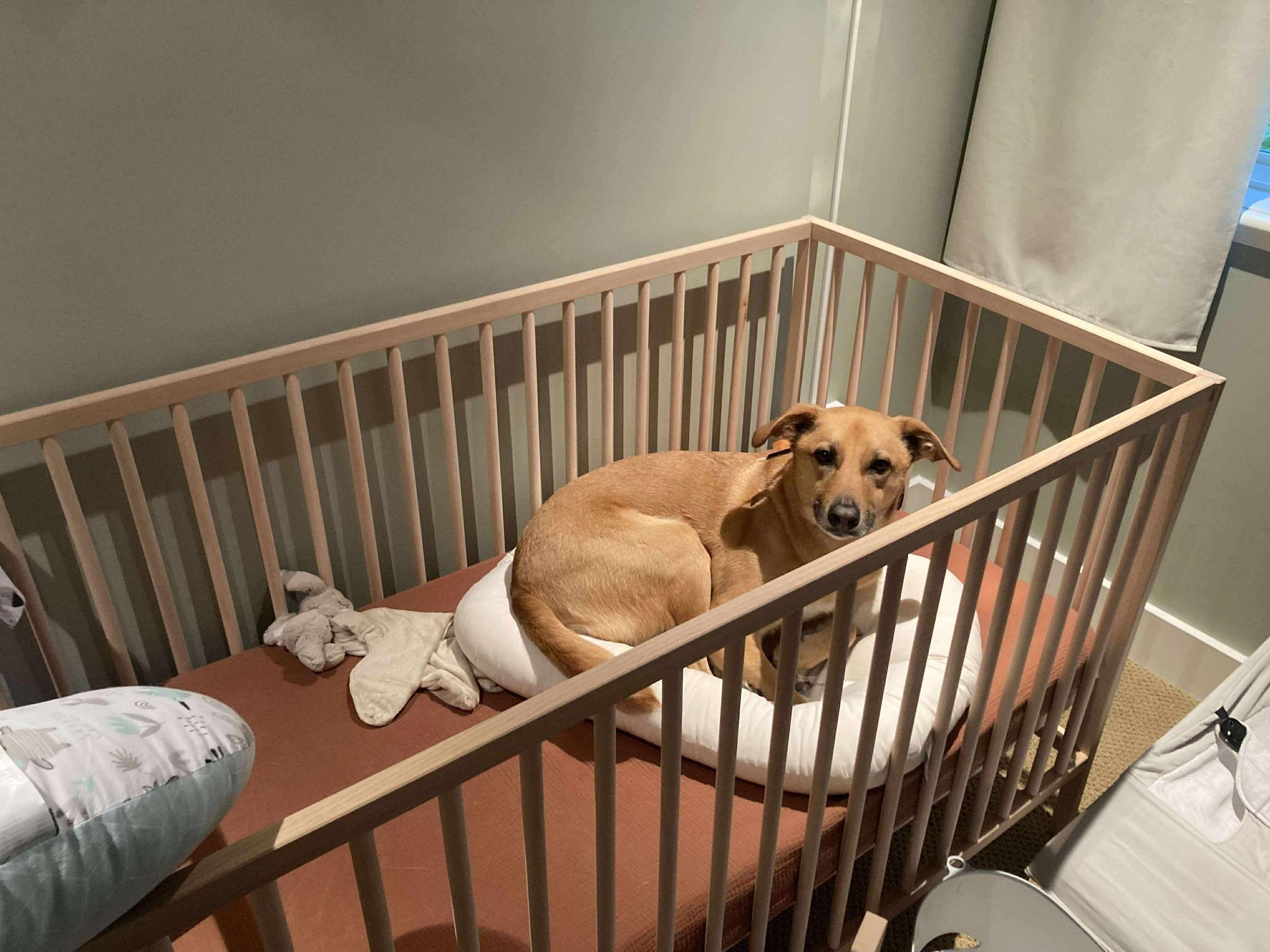 Newton, a Adoptable Mixed Breed in Lake Cowichan, BC image 6/6