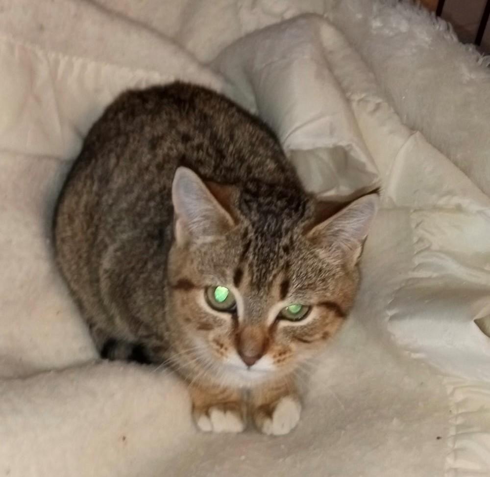 Enlarge Jodi, a ADOPTABLE Domestic Short Hair in Caribou, ME image 1/1