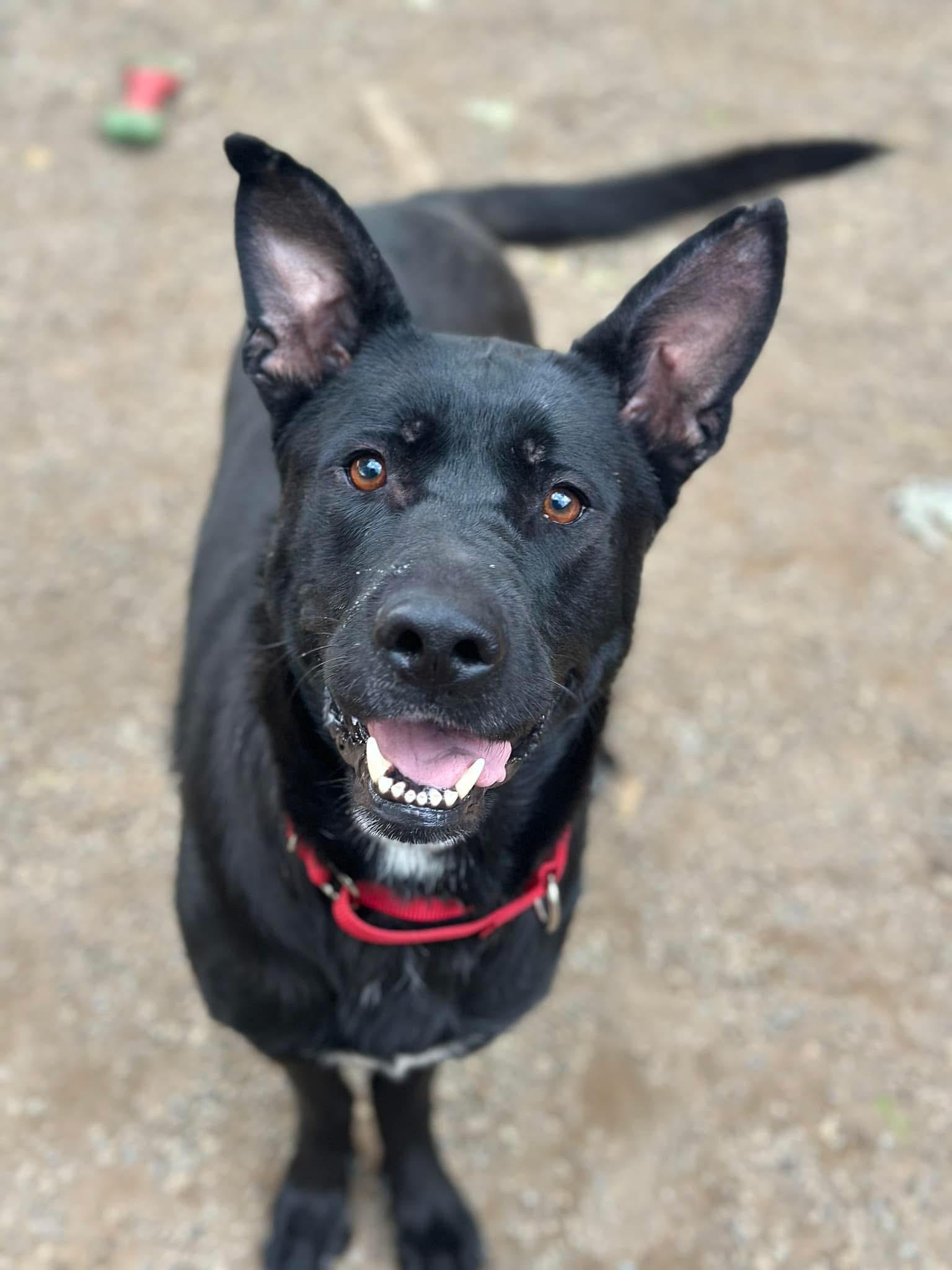Cleo