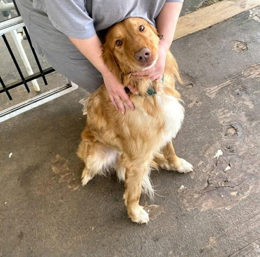 Enlarge Lucas, a Adopted Golden Retriever in Thomasville, NC image 1/2