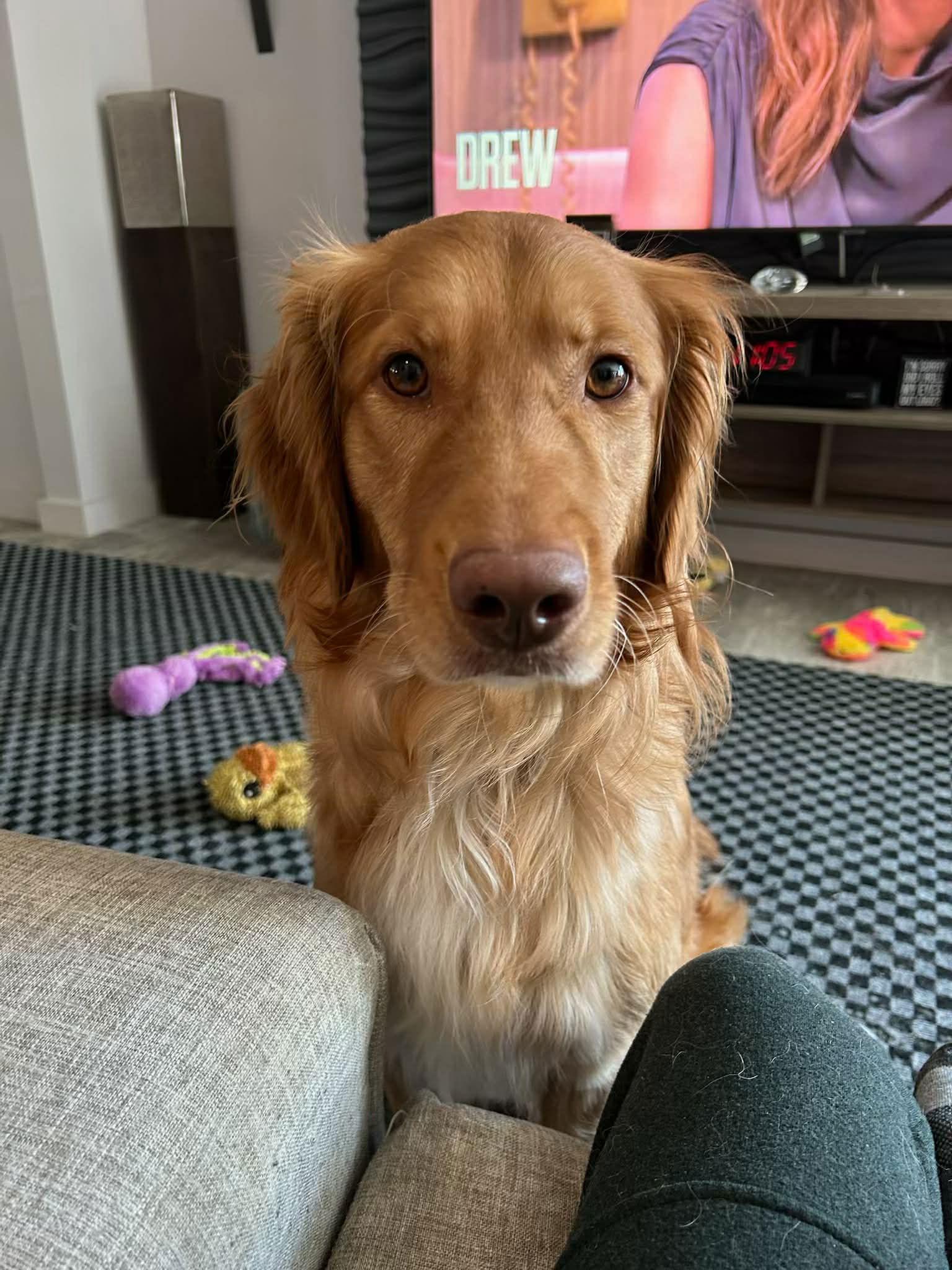 Enlarge Lucas, a Adopted Golden Retriever in Thomasville, NC image 2/2