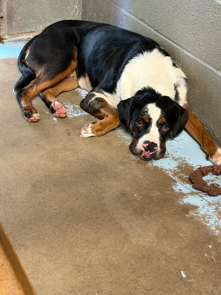 Leonard the UnderDog, Adoptable, Adult Male Catahoula Leopard Dog & Boxer.