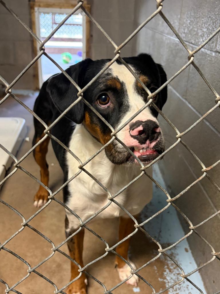 Enlarge Leonard the UnderDog, a Adoptable mixed breed in Ada, OK image 2/4