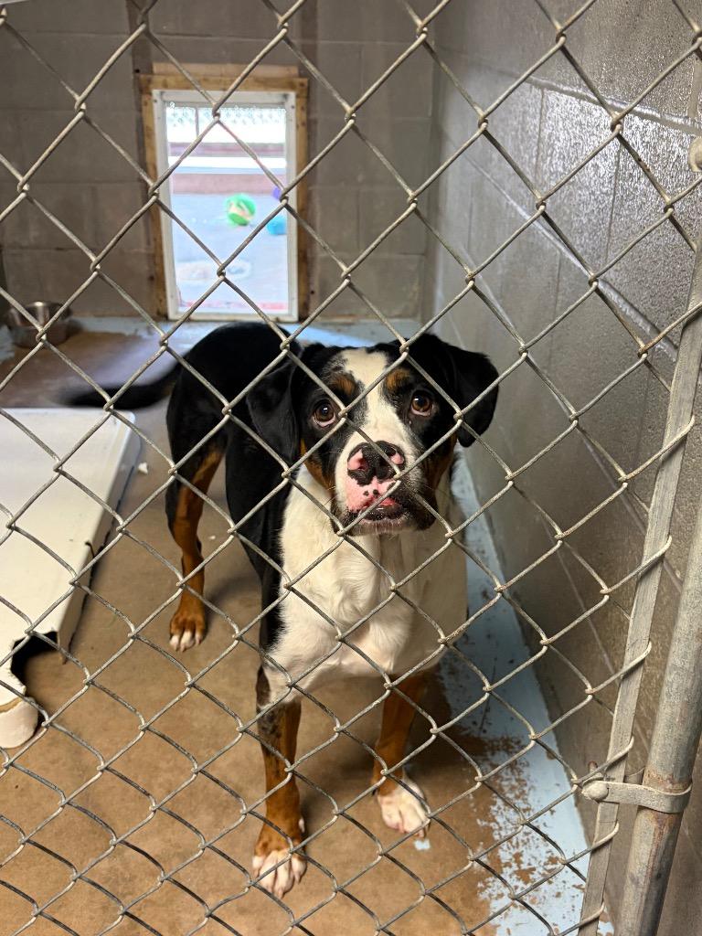 Enlarge Leonard the UnderDog, a Adoptable mixed breed in Ada, OK image 3/4