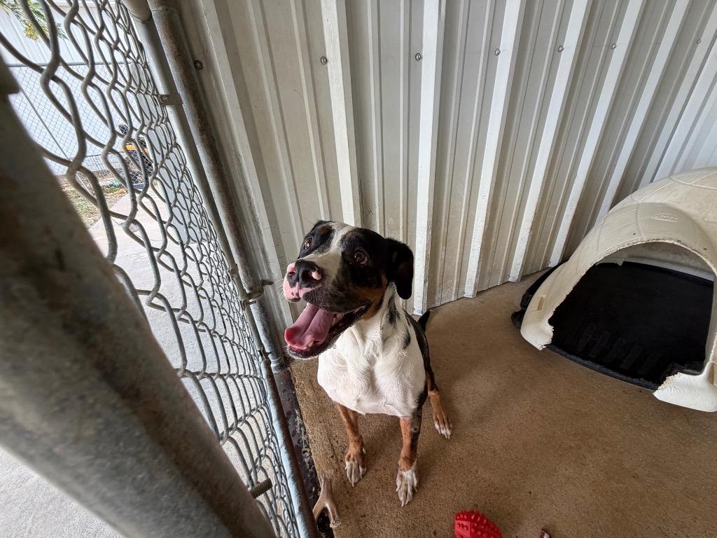 Enlarge Leonard the UnderDog, a Adoptable mixed breed in Ada, OK image 4/4