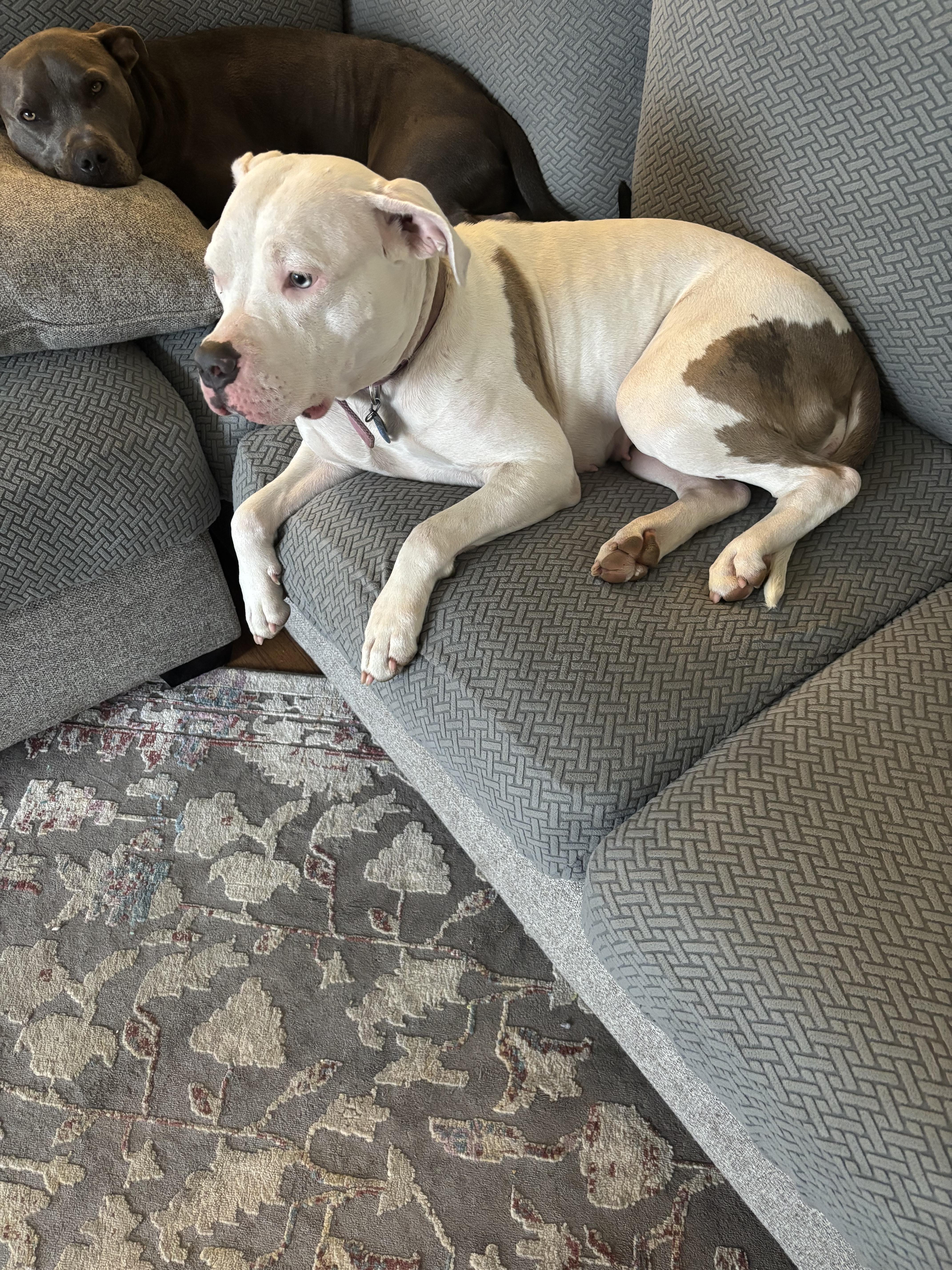 Nala - In Foster, ADOPTABLE, Adult Female American Bulldog.