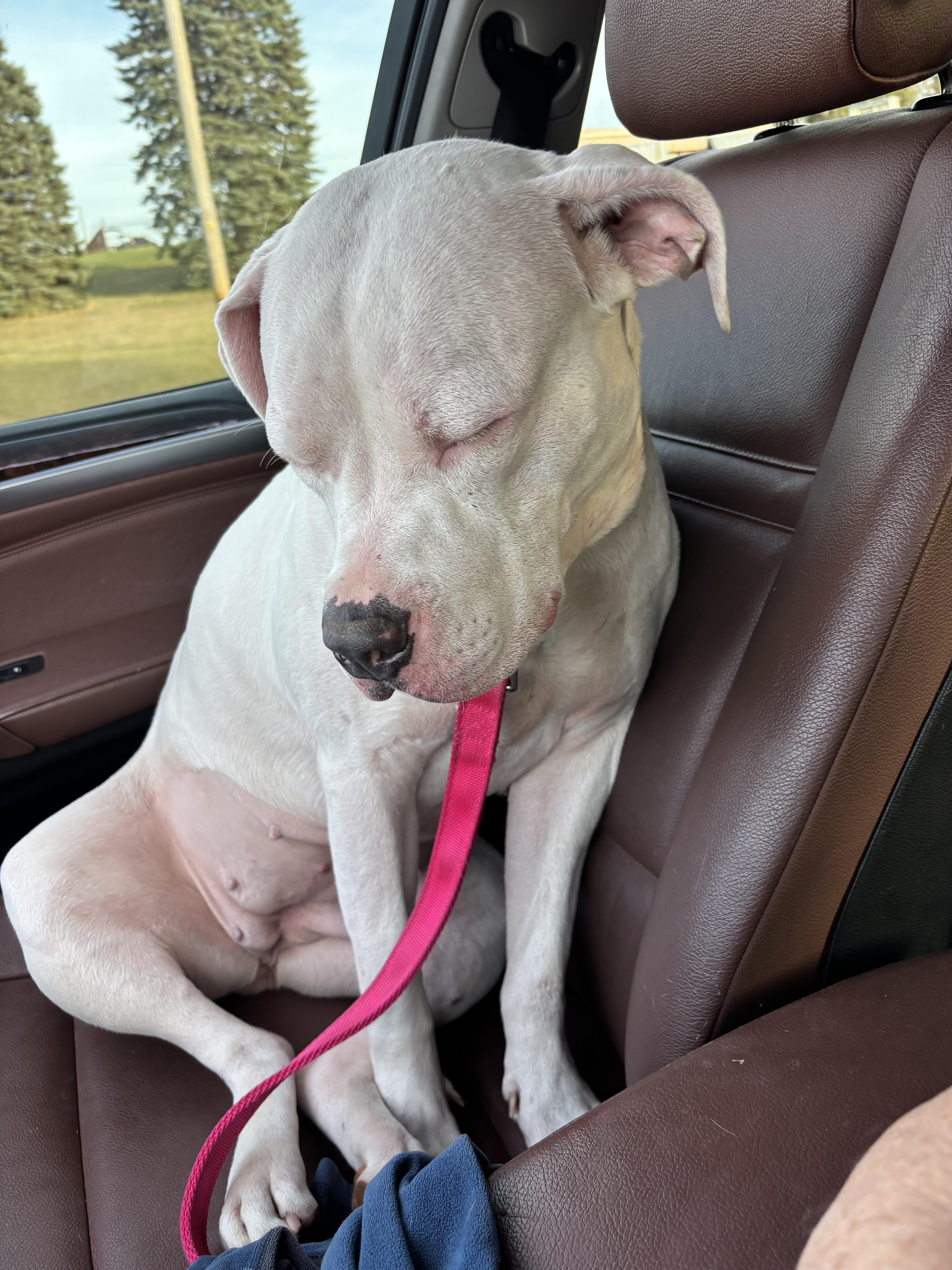 Enlarge Nala - In Foster, a ADOPTABLE mixed breed in Kalamazoo, MI image 5/5