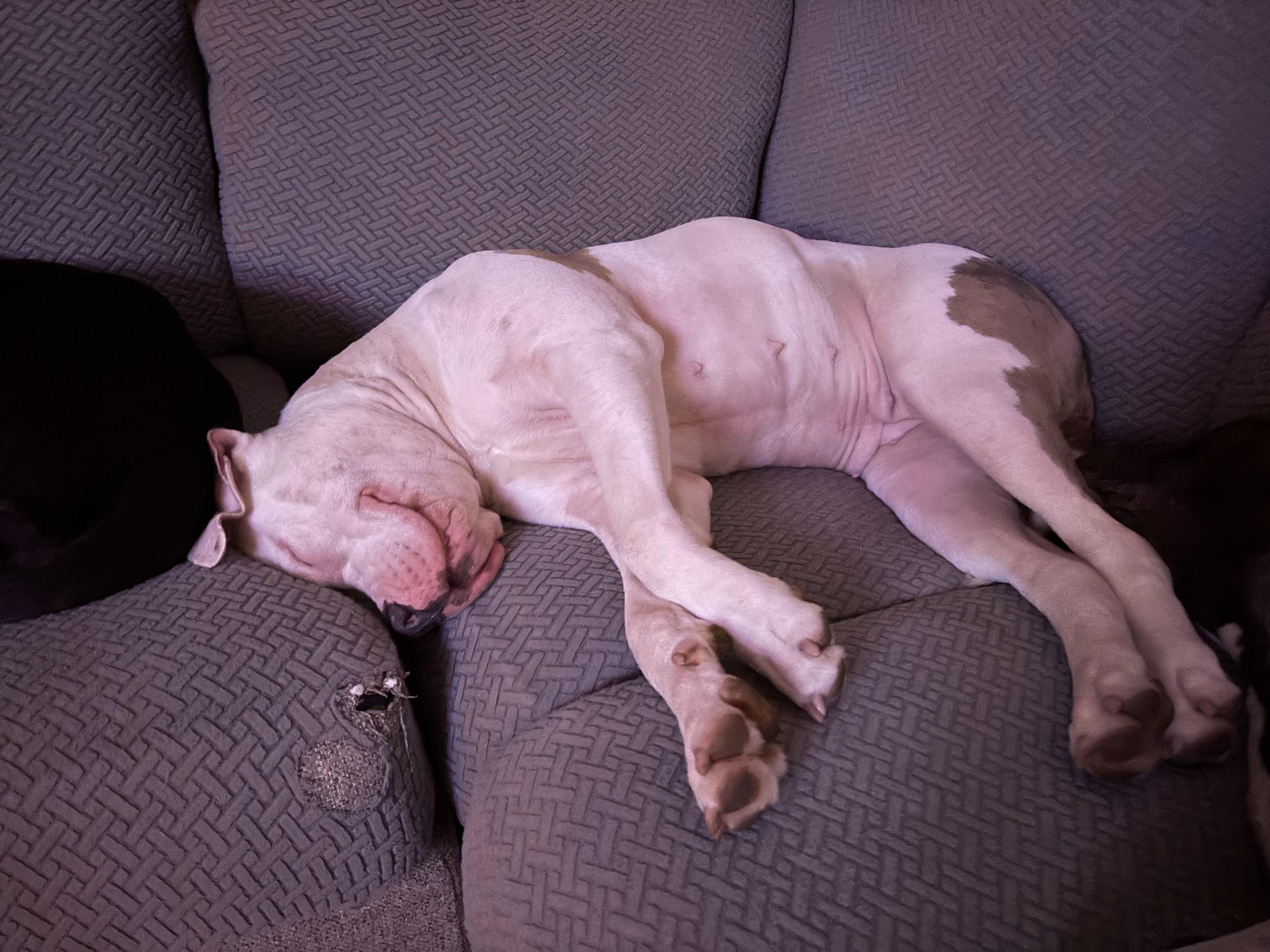 Enlarge Nala - In Foster, a ADOPTABLE mixed breed in Kalamazoo, MI image 2/5