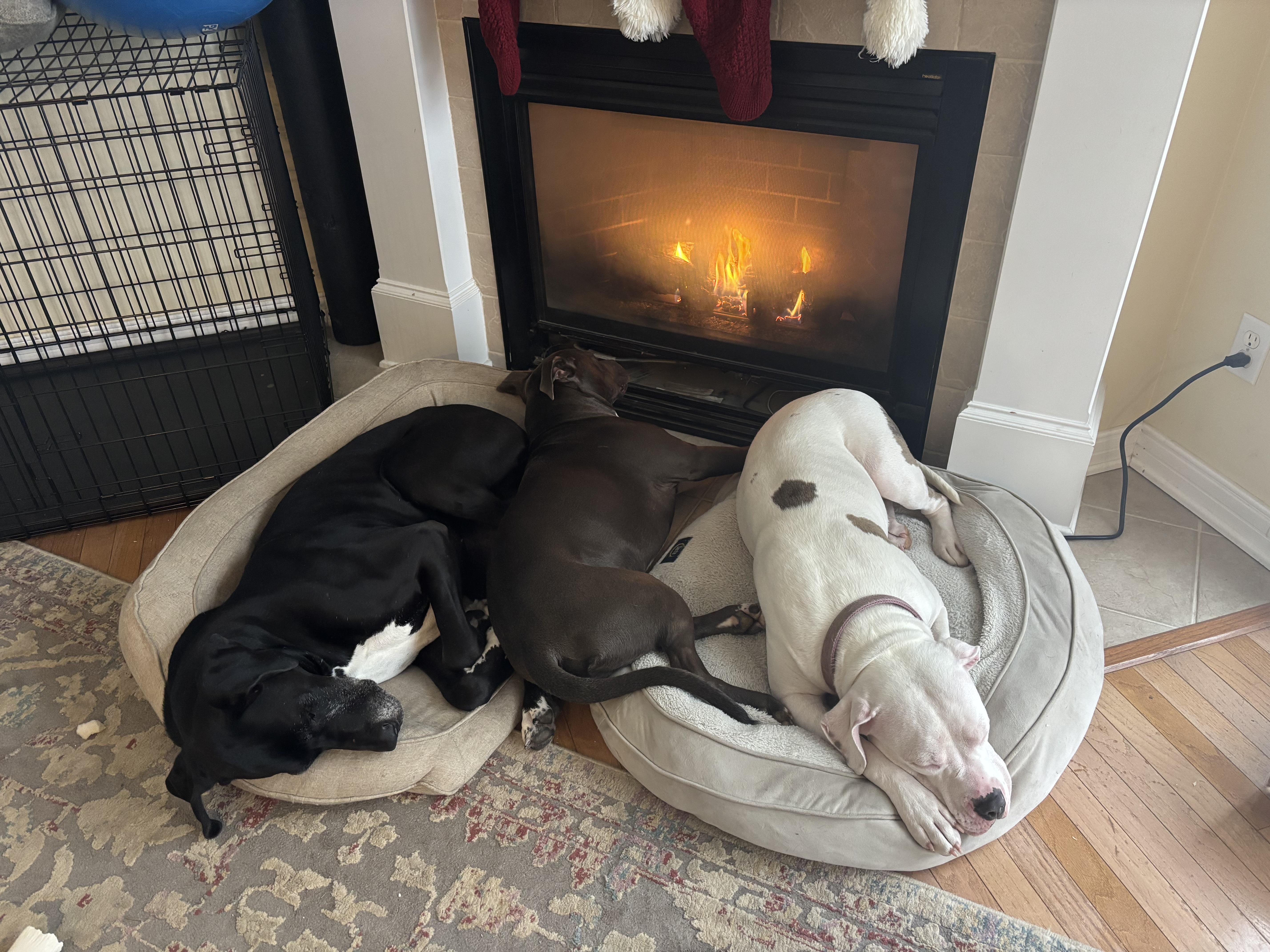 Enlarge Nala - In Foster, a ADOPTABLE mixed breed in Kalamazoo, MI image 4/5