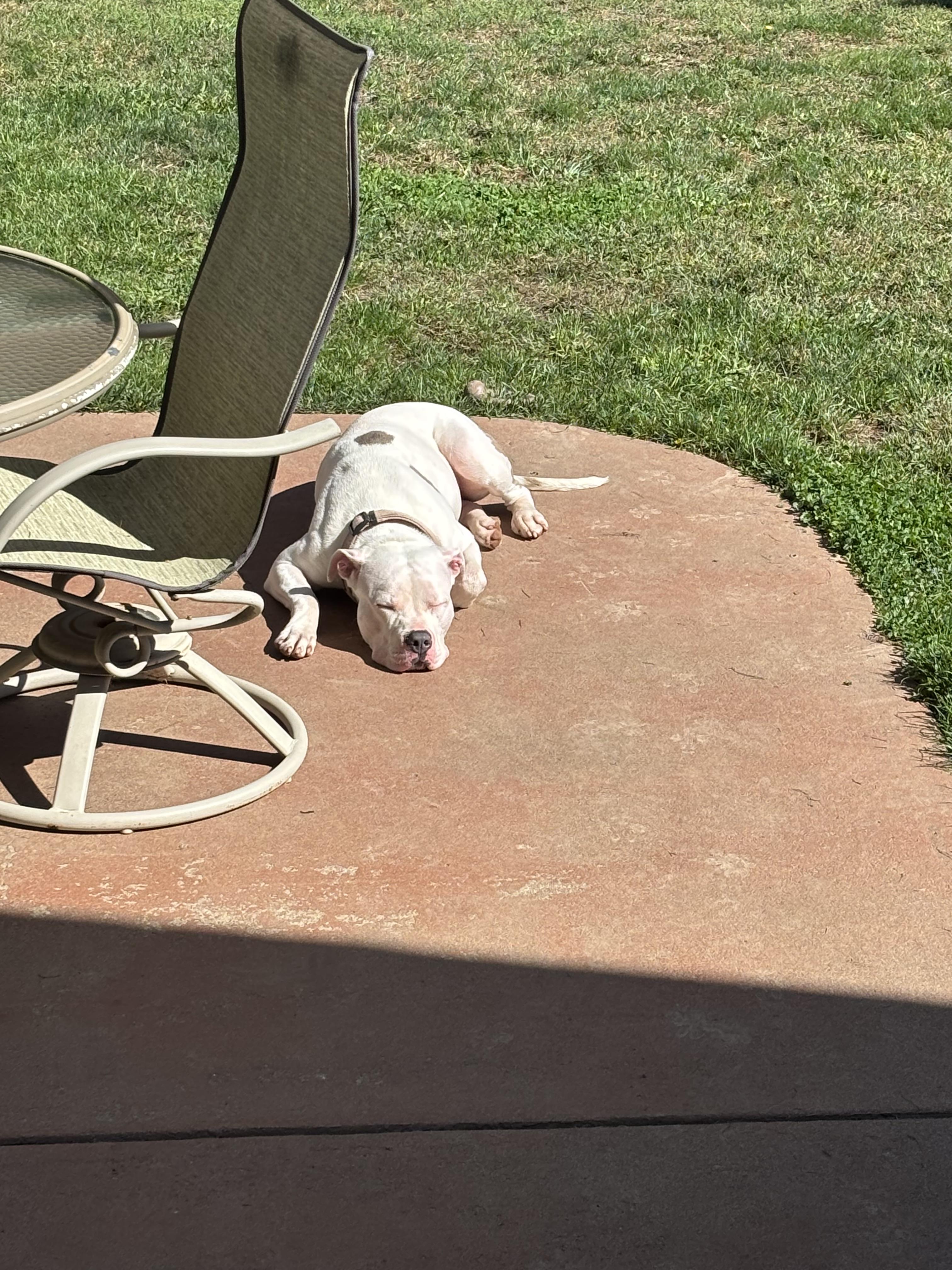 Enlarge Nala - In Foster, a ADOPTABLE mixed breed in Kalamazoo, MI image 3/5