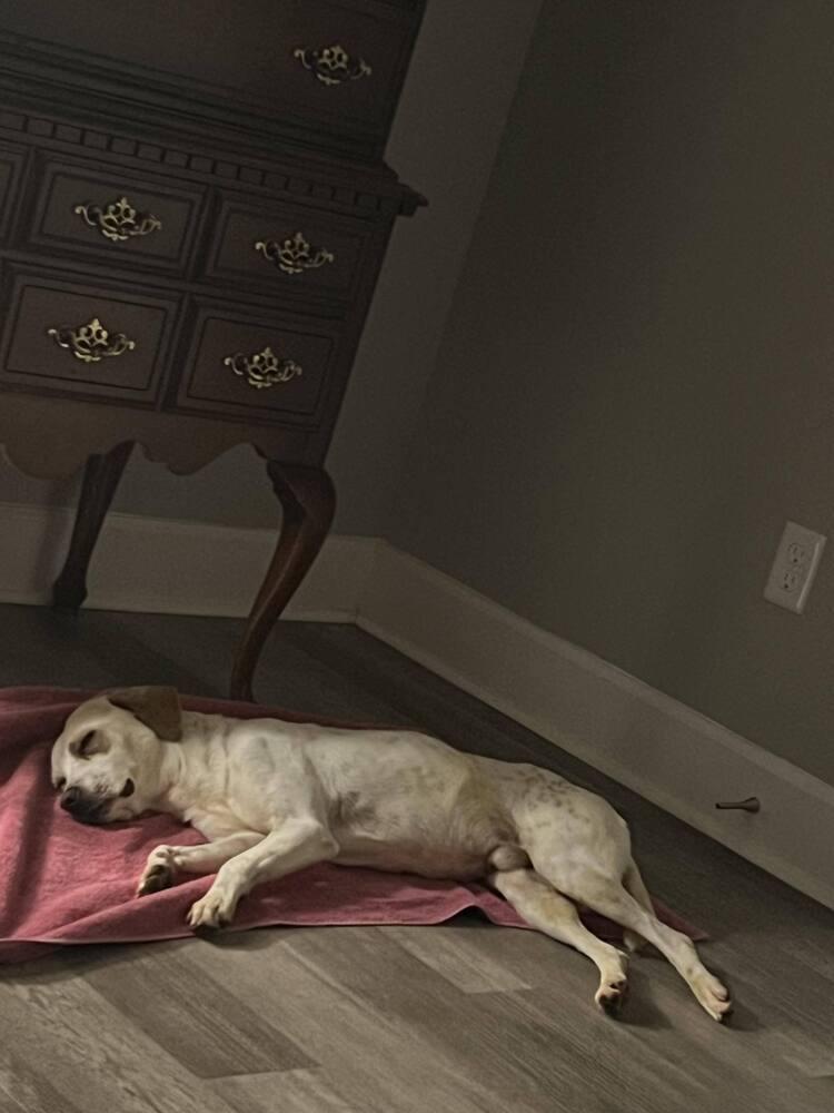 Enlarge Bron, a Adoptable Beagle in Milton, FL image 1/6