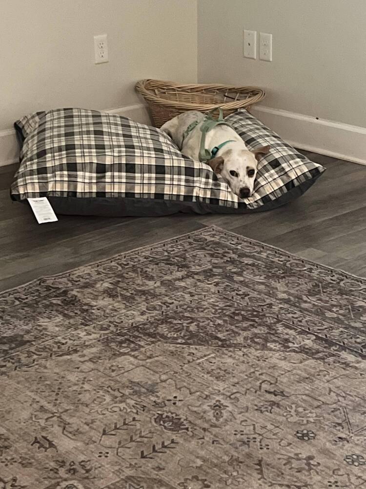 Enlarge Bron, a Adoptable Beagle in Milton, FL image 2/6