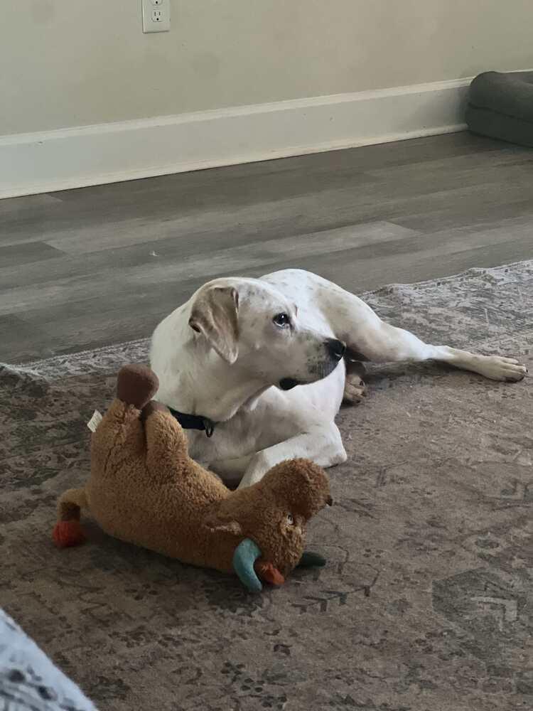 Enlarge Bron, a Adoptable Beagle in Milton, FL image 3/6