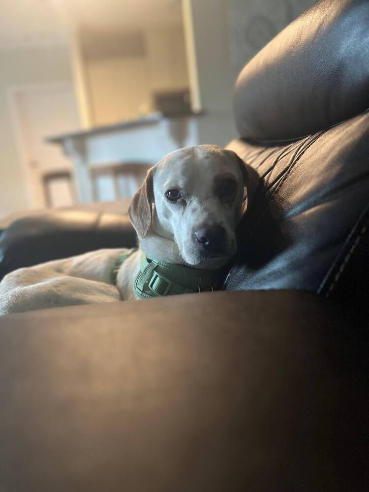 Enlarge Bron, a Adoptable Beagle in Milton, FL image 4/6