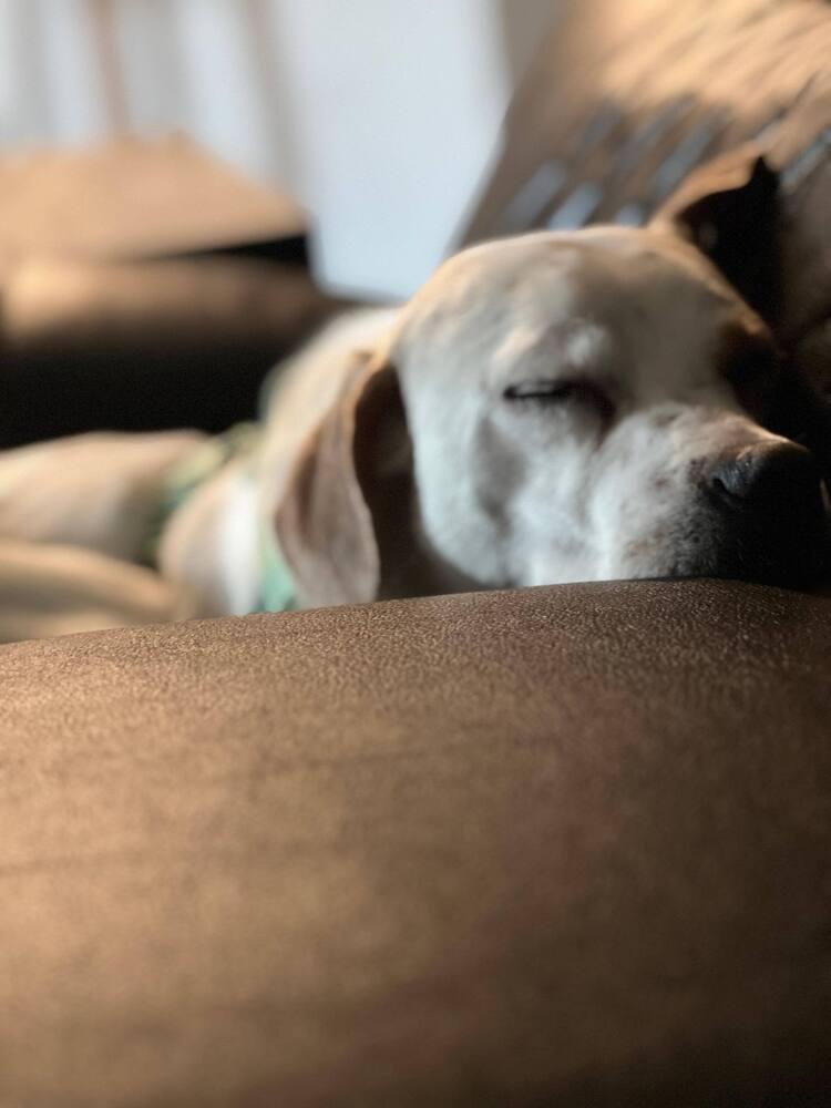 Enlarge Bron, a Adoptable Beagle in Milton, FL image 6/6