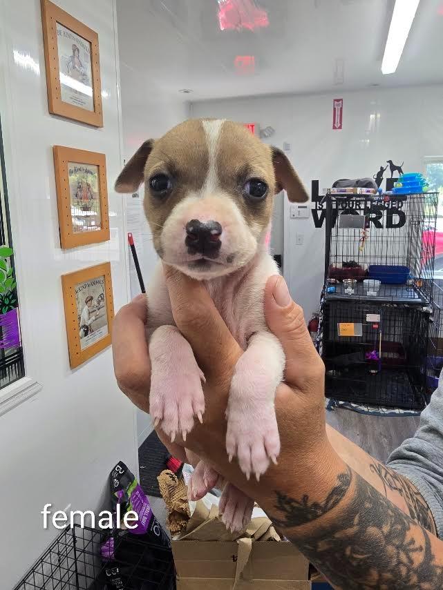 Mel, Adoptable, Puppy Female Mixed Breed.