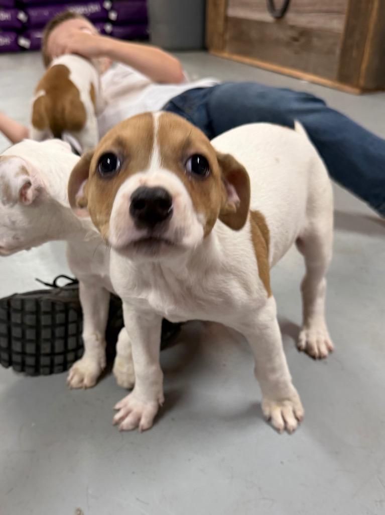 Enlarge Mel, a Adoptable mixed breed in Glenfield, NY image 2/5