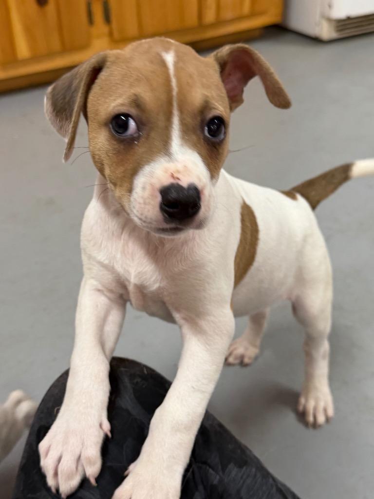 Enlarge Mel, a Adoptable mixed breed in Glenfield, NY image 3/5