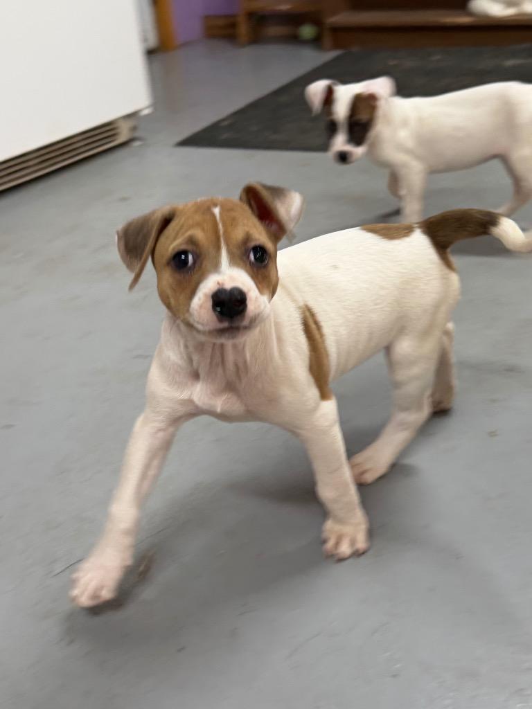 Enlarge Mel, a Adoptable mixed breed in Glenfield, NY image 4/5
