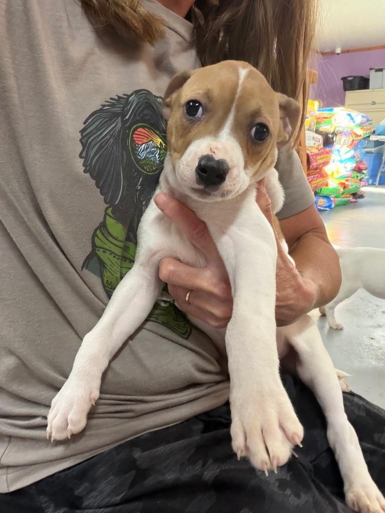 Enlarge Mel, a Adoptable mixed breed in Glenfield, NY image 5/5