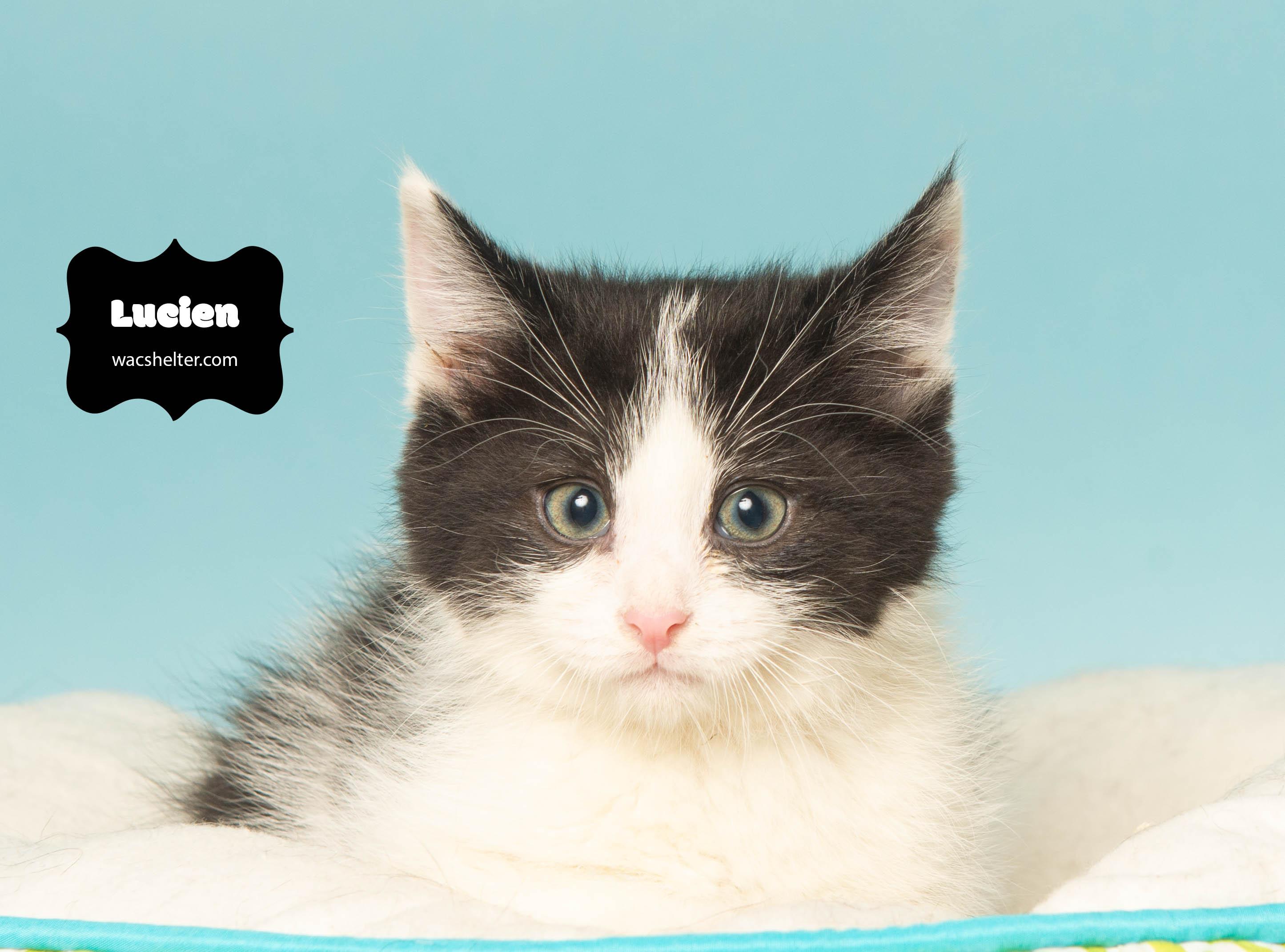 LUCIEN (Loves to play)