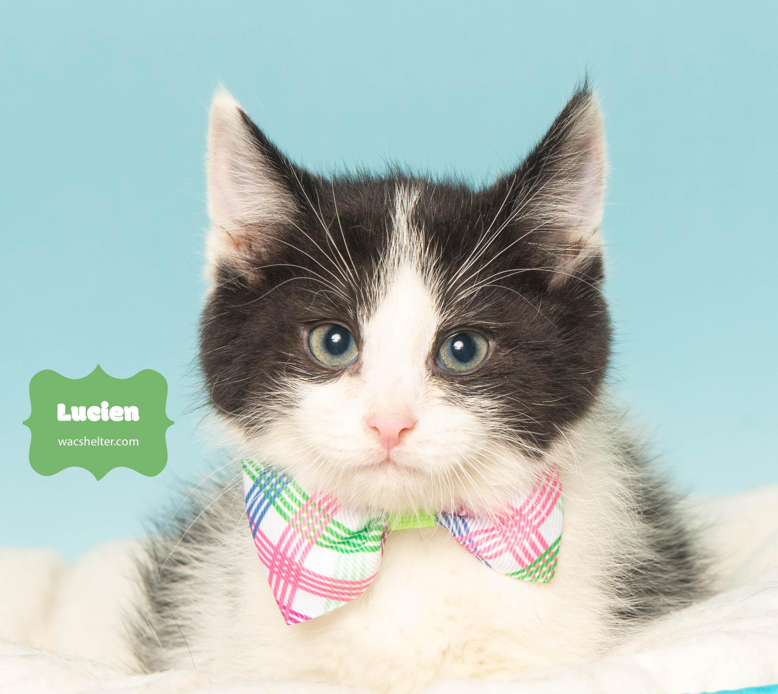 LUCIEN (Loves to play)