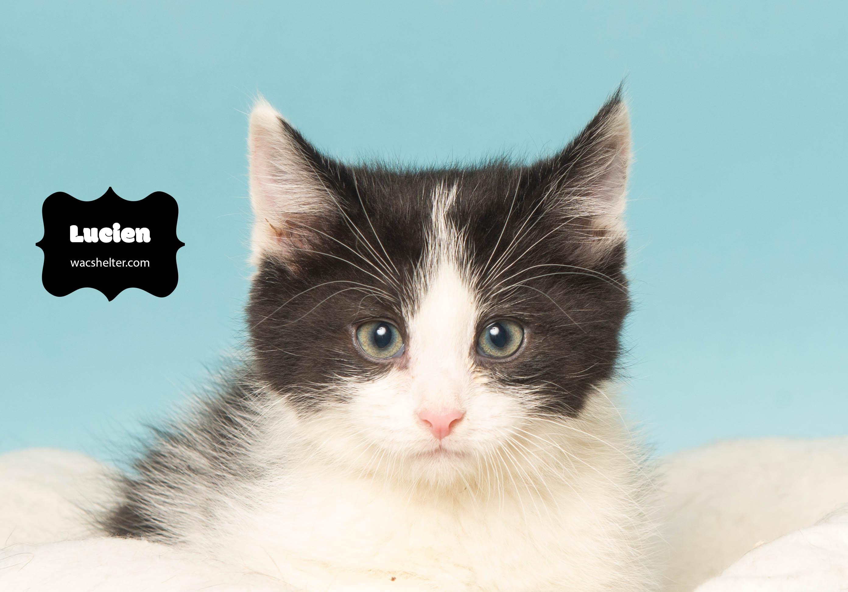 LUCIEN (Loves to play)