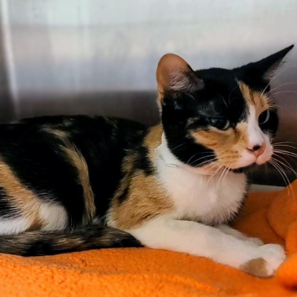 Astra, Adoptable, Adult Female Domestic Short Hair.