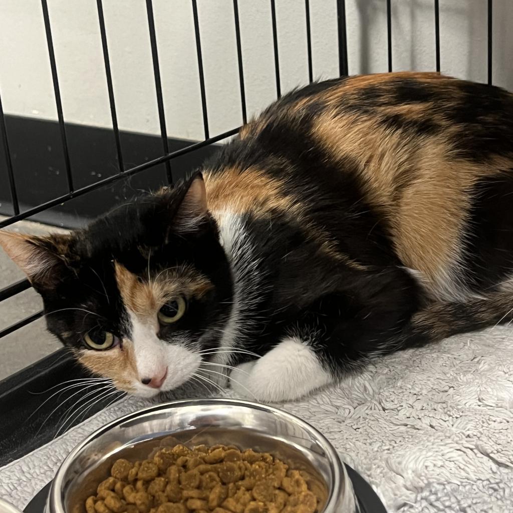 Enlarge Astra, a Adoptable Domestic Short Hair in Normal, IL image 2/5
