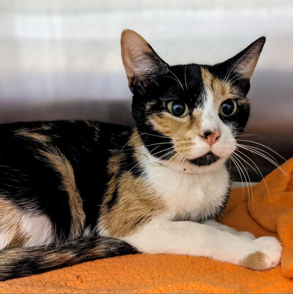 Enlarge Astra, a Adoptable Domestic Short Hair in Normal, IL image 3/5