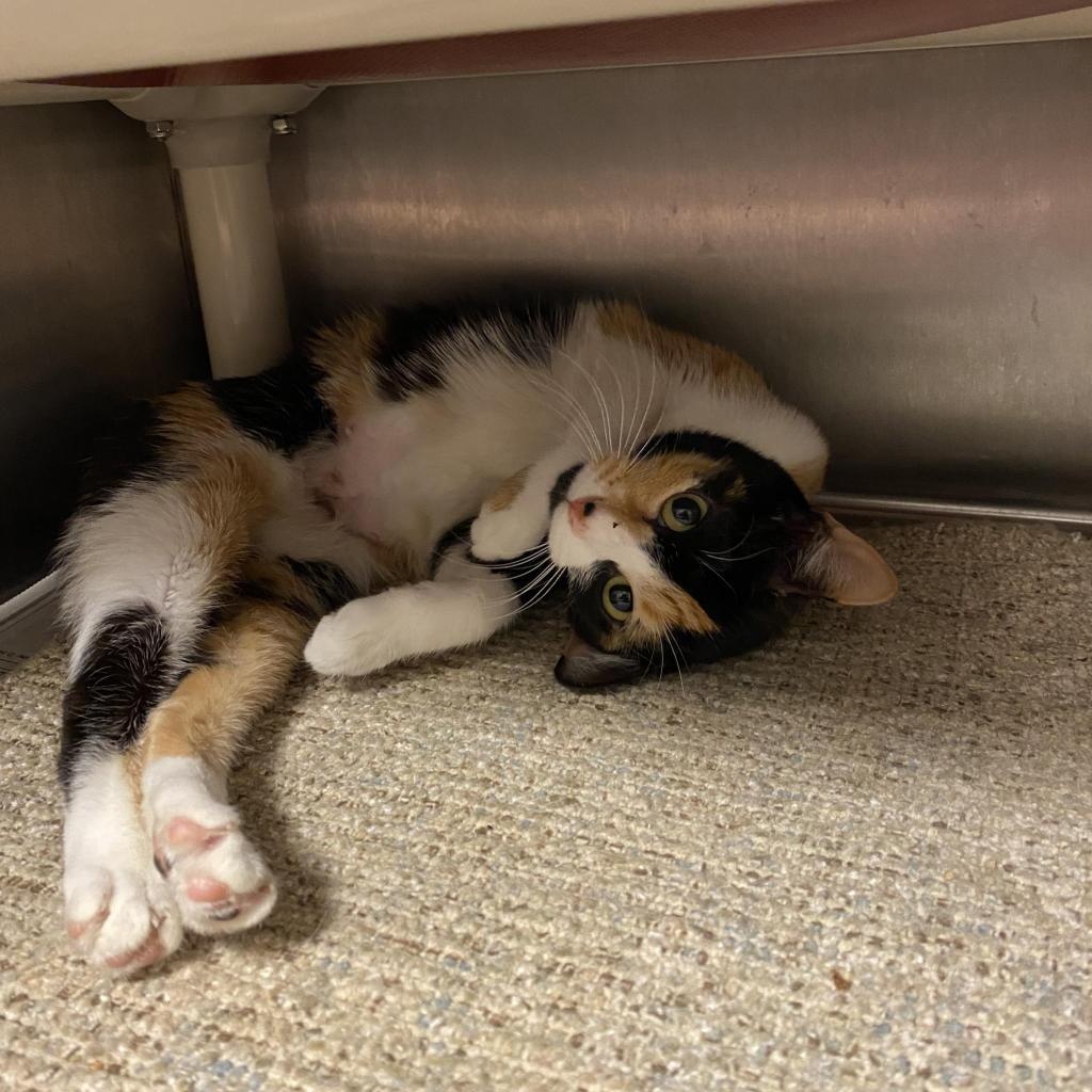 Enlarge Astra, a Adoptable Domestic Short Hair in Normal, IL image 4/5