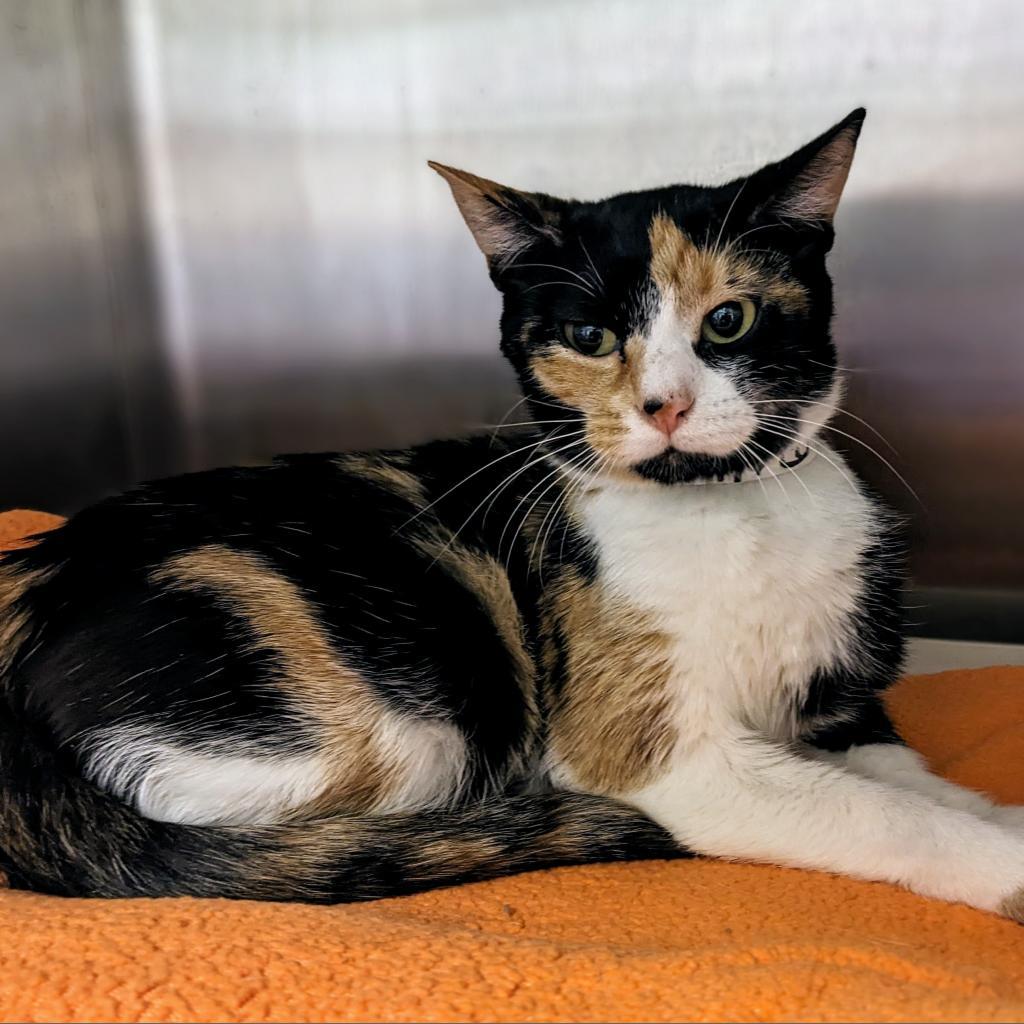 Enlarge Astra, a Adoptable Domestic Short Hair in Normal, IL image 5/5